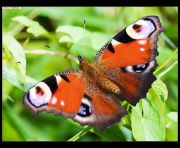 peacock-butterfly_1.jpg