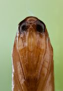 plodia_pupa.jpg