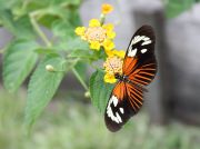 sIMG_6873-Heliconius_melpomene.jpg