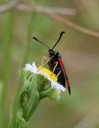 zygaena_filipendulae.jpg