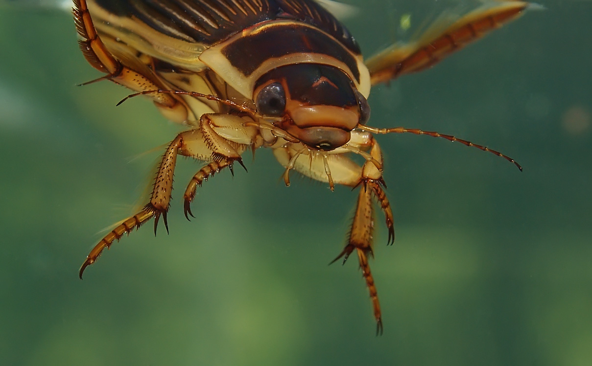 Graphoderus bilineatus - Wikipedia