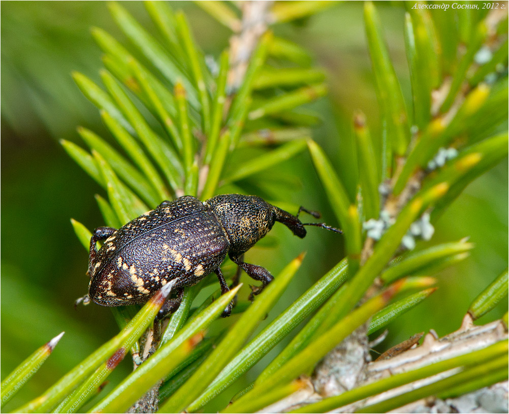 Black Wine Weevils - Learn About Nature