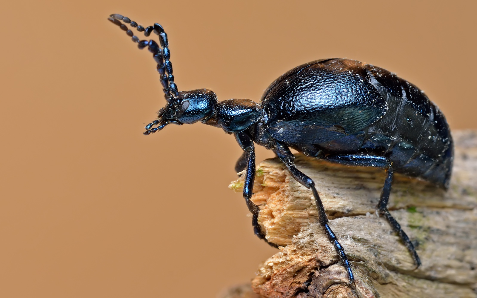 Майская встреча с майкой (Meloidae: Meloe sp.