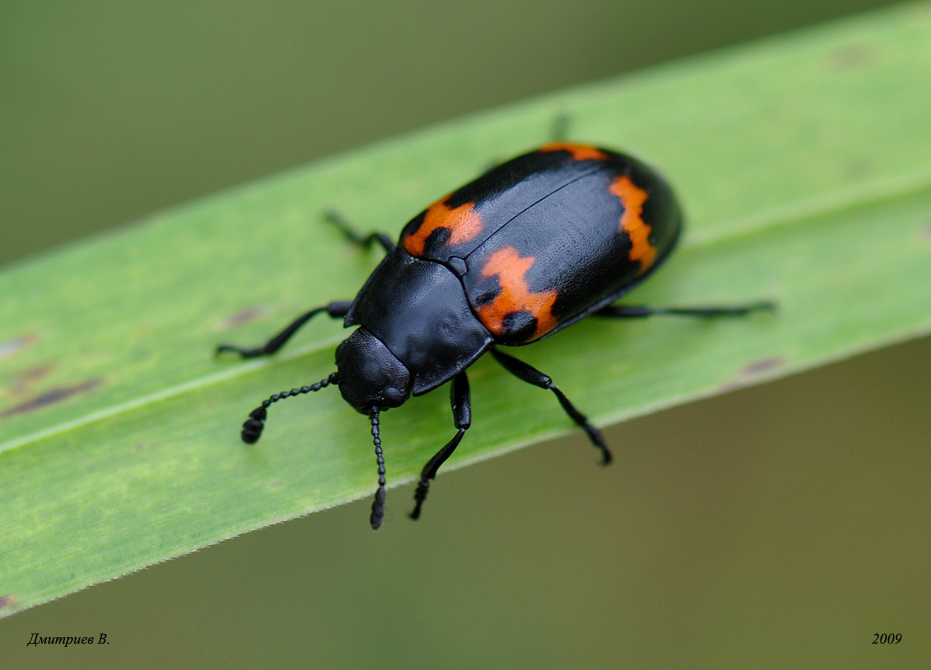 rhinoceros_beetle Rhino beetle, Beetle, A bug's life