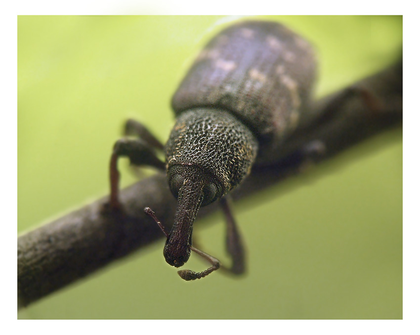 Acorn Weevil Weevils, Insect species, Animals bugs