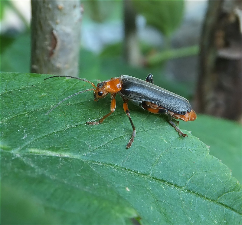 Smith Wingless Insect Closeup free image download