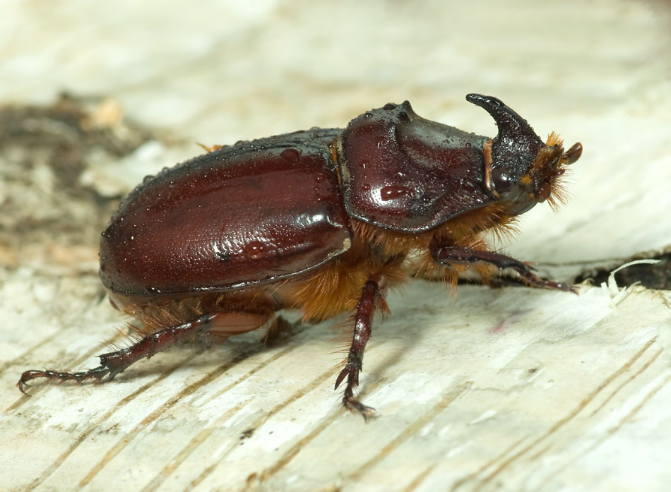 Жук-носорог обыкновенный (лат. Oryctes nasicornis). Энциклопедия. Материал для р