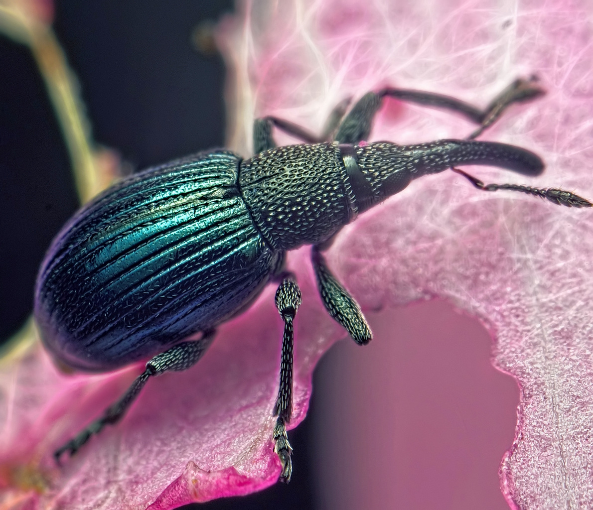 Curculio glandium by Dark-Raptor on DeviantArt Insect photography, Animals, Beau