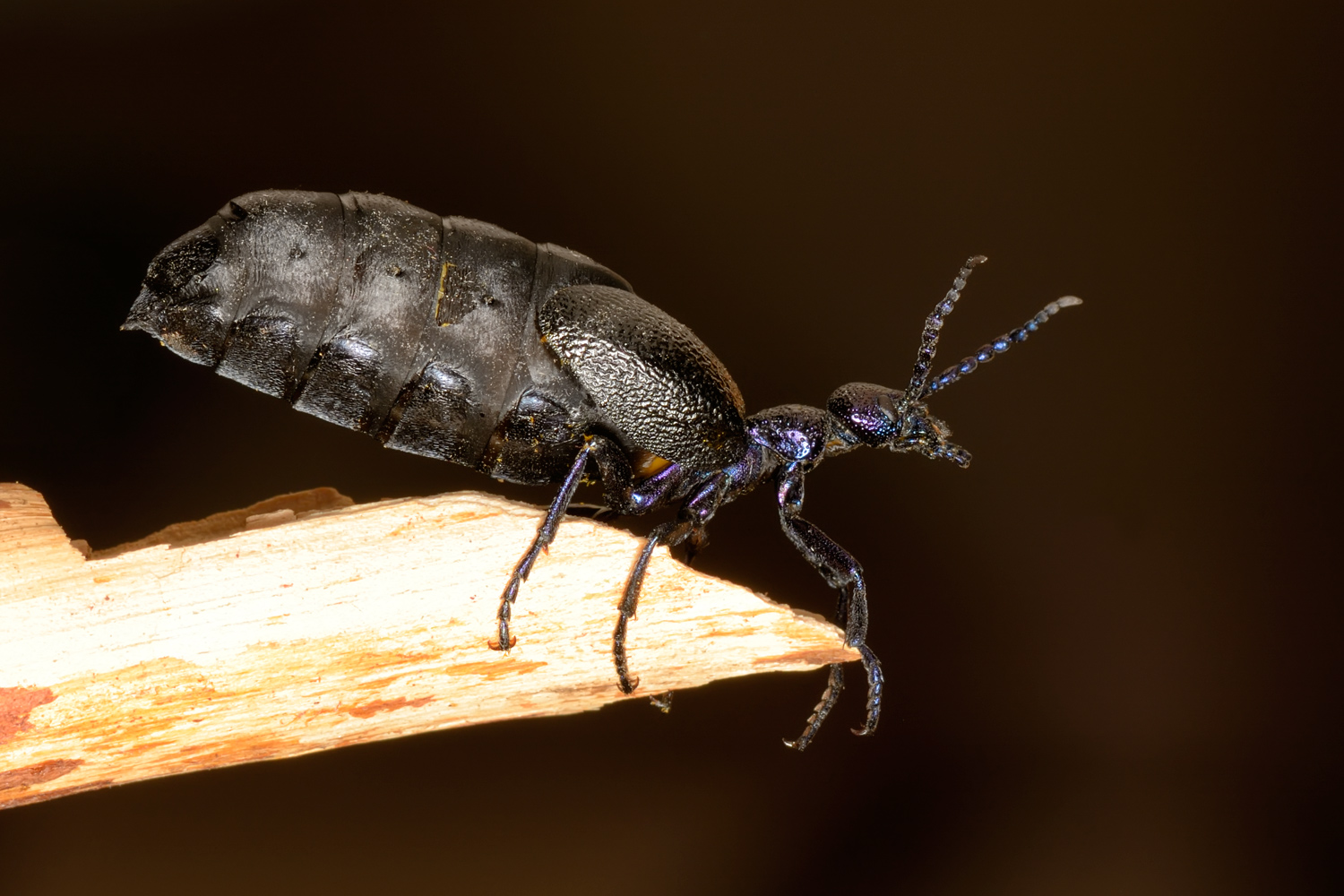 Майка чёрная (лат. Meloe proscarabaeus) из семейства жуков-нарывников - alexshev