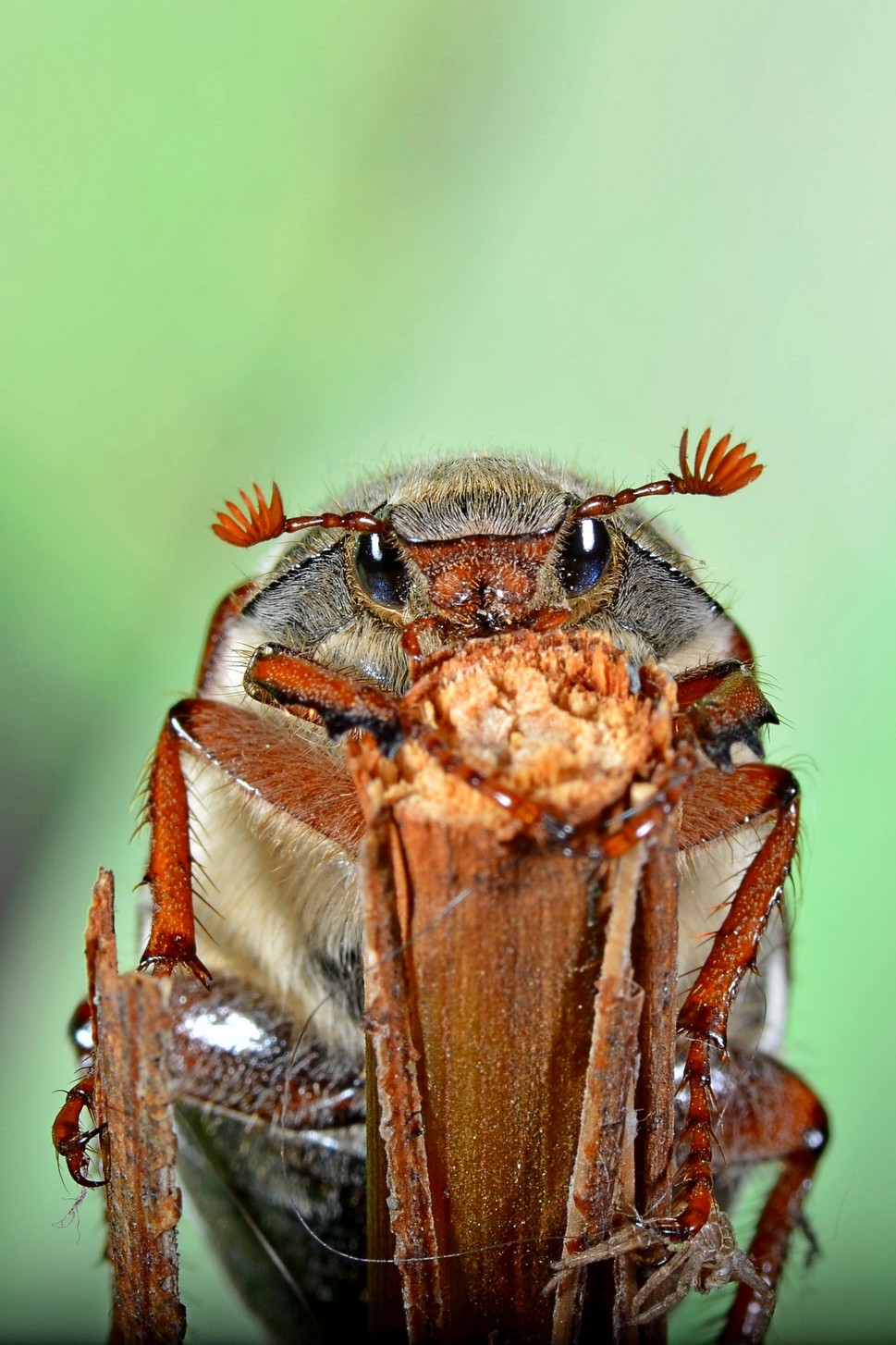 Photo contest Macro portrait of fauna - 35AWARDS