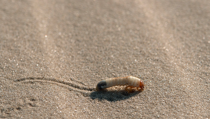 Черви в пустыне. Личинка пластинчатоусого жука. Насекомые в песке. Насекомые обитающие в песке. Насекомое живущее в песке.