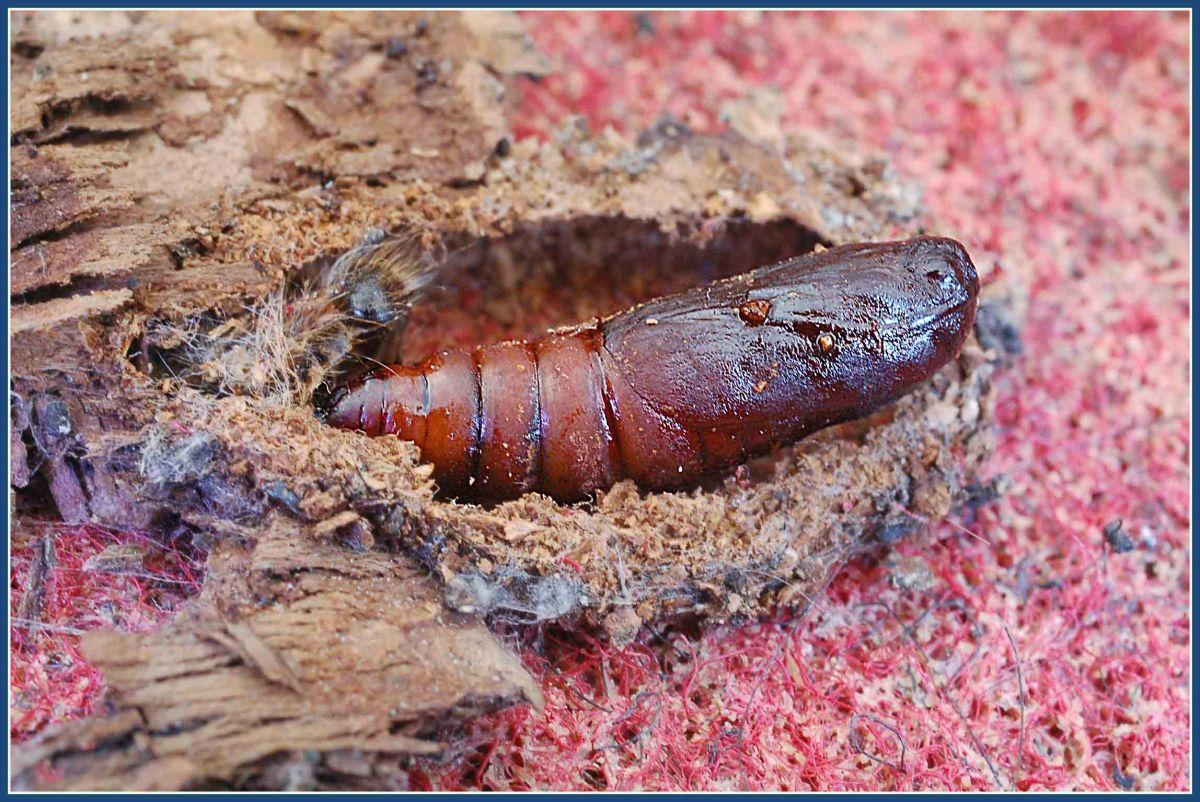 Plik:Soil Centipede Mother With Offspring (22684845147).jpg - Wikipedia, wolna e