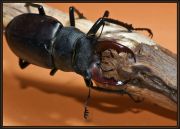 -_Lucanus_cervus_.jpg