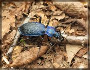 1_Carabus_Chaetocarabus_intricatus_Linnaeus_1761_1_-_1.jpg