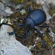 2008_05_Blue_beetle_800px.jpg