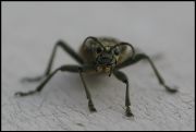 3-_Rhagium_mordax.jpg
