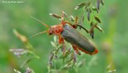 Cantharis_rustica1.jpg