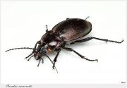 Carabus_nemoralis.jpg