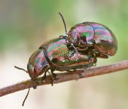 Chrysolina_cerealis20.jpg