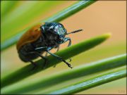 Chrysomelidae_Clytrinae_Labidostomis_longimana_2016-06-24_11-01-34_.jpg