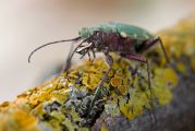 Cicindela-desertorum1.jpg