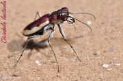 Cicindela-lacteola2.jpg