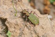 Cicindela_campestris_1000.jpg