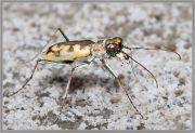 Cicindela_elegans.jpg