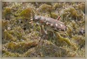 Cicindela_littoralis.jpg