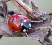 Coccinella_septempunctata.jpg