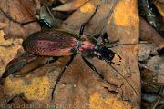 IMG_3768_Carabus_Archiplectes_koltzei_kobachidzei_Kurnakov_1970.jpg