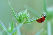 Ladybird.jpg