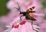 Leptura_quadrifasciata_14_.JPG