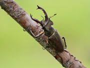 Lucanus_maculifemoratus_dybowskyi.jpg