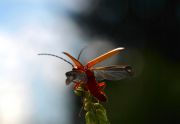 Rhagonycha_fulva1.JPG