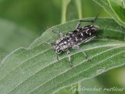 Xylotrechus-rusticus2.jpg