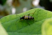 leptura_quadrifasciata.jpg