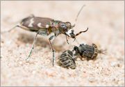 tiger-beetle-with-the-fly_s-leg-3.jpg
