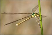 -_Lestes_virens_2013-07-06_15-48-47_.jpg