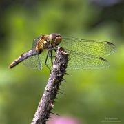 2010_07_dragonfly_1200.jpg
