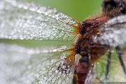 2012_09_02_macro_7859.jpg