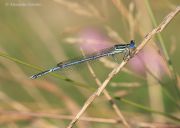 BU7A4793_2_22August2016_Alexander_Zelenko.jpg