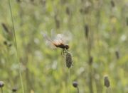 DSC01105r.jpg