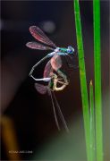 Dance-of-Love_Dragonflies_Ritam-W.jpg