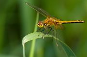 Dragonfly5.jpg