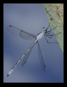 Lestes_sp_p_.jpg