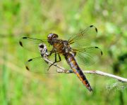 Libellula_fulva6-.jpg