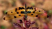 Oda-strekoze_Rhythemis-variegata-dragonfly_Ritam-1280.jpg