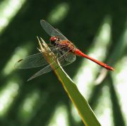Odonata7-5-.jpg