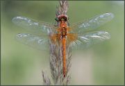 dragon_fly01.jpg